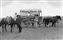 #519 Early Transportation on the Prairie in Early 1910s.jpg