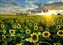 #975 ND Sunflowers 2017.jpg